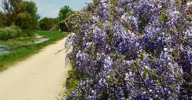 Blue Rain (Japanese Wisteria)