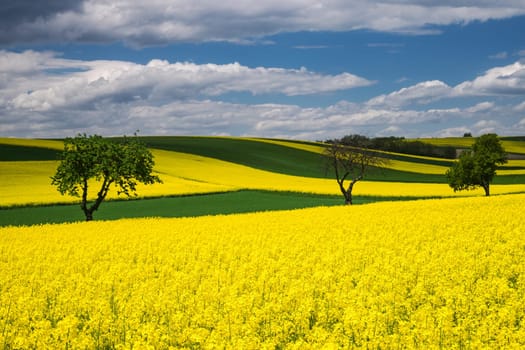 Landscape with rapeseed field,yellow crops with sky and clouds