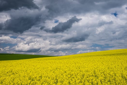 Landscape with rapeseed field,yellow crops with sky and clouds