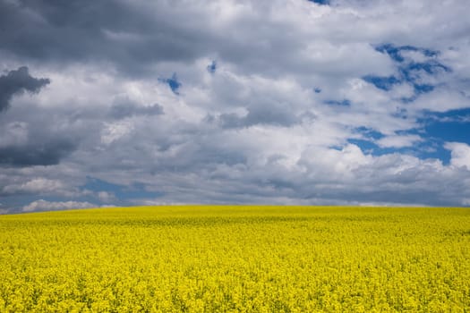 Landscape with rapeseed field,yellow crops with sky and clouds