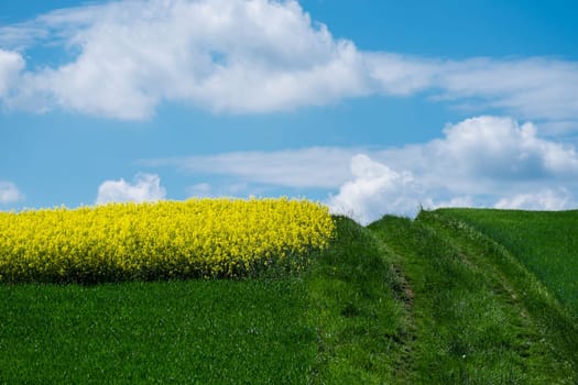 Landscape with rapeseed field,yellow crops with sky and clouds