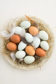 Chicken eggs and eggs from the green-leg chicken in the nest with feathers