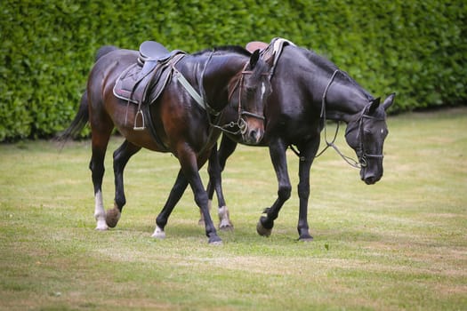 Two horses in the fields on a farm