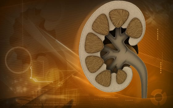 Digital illustration of kidney in colour background