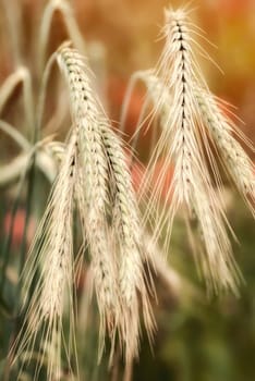 Close-up of grains with reddish warm colours in the background