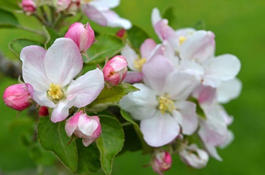 Apfelbaum