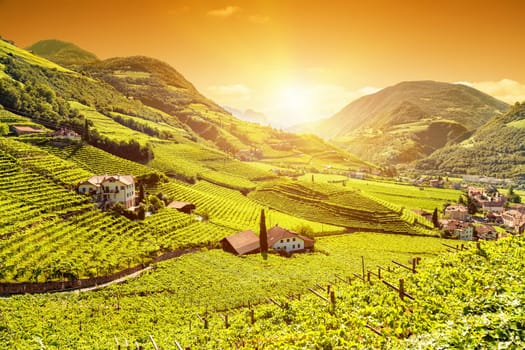 Beautiful sunset view over a vineyard in Bolzano, Italy