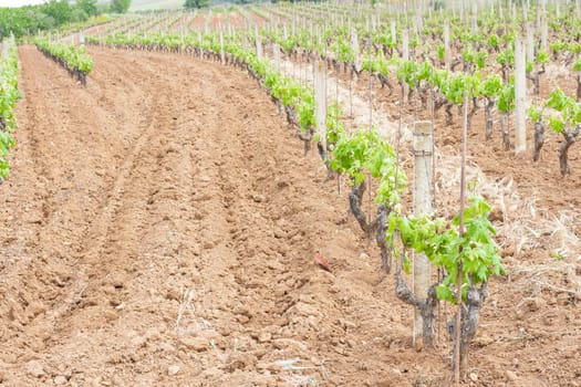little grapevine grow up. rows of vines lined