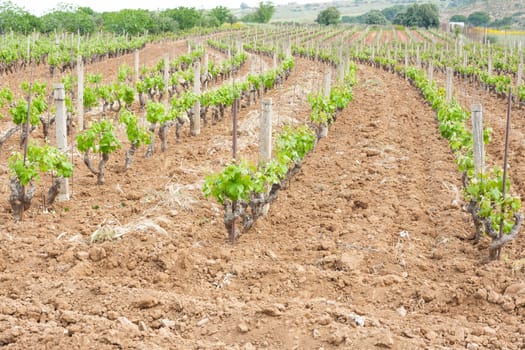 little grapevine grow up. rows of vines lined