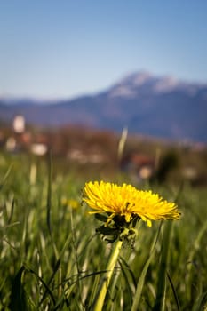 Dandelion in front of beautiful mountain scenery