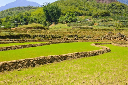 Young rice field in Sapa, Vietnam