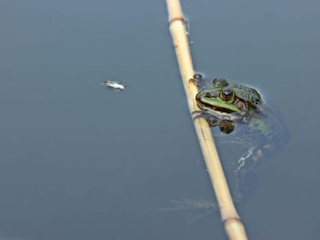 Pond frog in the water