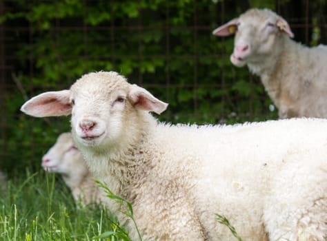 A little lamb