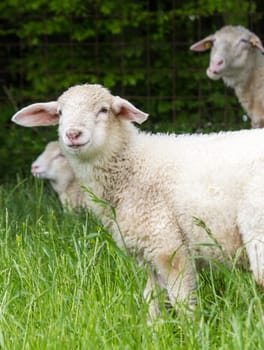A little lamb