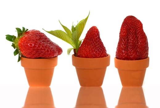 Strawberries
