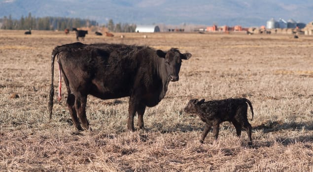 Horizontal composition cow mother and fresh calf in the field on the ranch