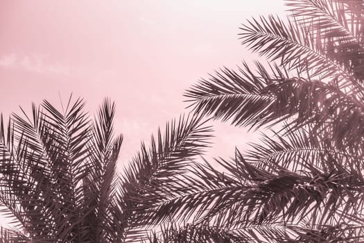 Sun light shines through leaves of palm. Beautiful wanderlust travel journey symbol for vacation trip to southern holiday dream island
