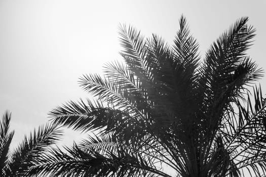 Sun light shines through leaves of palm. Beautiful wanderlust travel journey symbol for vacation trip to southern holiday dream island