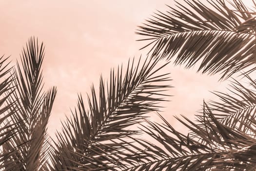 Sun light shines through leaves of palm. Beautiful wanderlust travel journey symbol for vacation trip to southern holiday dream island