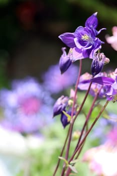 Akelei (Aquilegia spec.) - blühende Pflanze im naturnahen Garten
