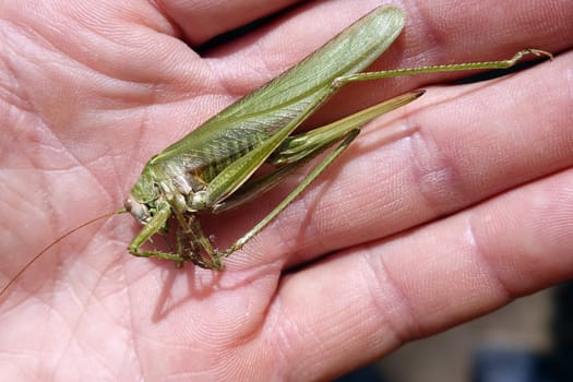 totes Grünes Heupferd (Tettigonia viridissima)