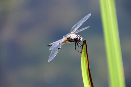 Vierfleck (Libellula quadrimaculata)