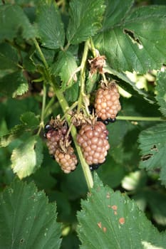Sonnenbrand an den Früchten einer Brombeere (Rubus)