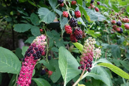 Verwechselungsgefahr zwischen Früchten der Brombeeren (Rubus) und der Indischen Kermesbeere (Phytolacca acinosa)