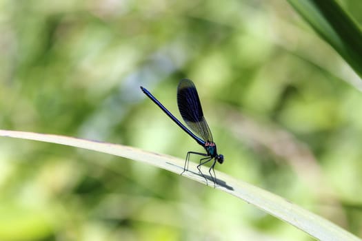 Gebänderte Prachtlibelle (Calopteryx splendens) - Männchen