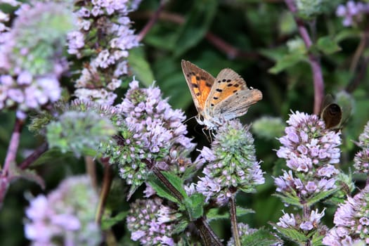 Kleine Feuerfalter (Lycaena phlaeas) auf einer Minze (Mentha spec.) im naturnahen Garten