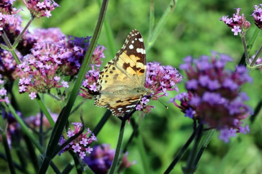 Distelfalter (Vanessa cardui, Syn. Cynthia cardui) auf einer Patagonische Eisenkraut (Verbena bonariensis, Syn. Verbena inamoena)
