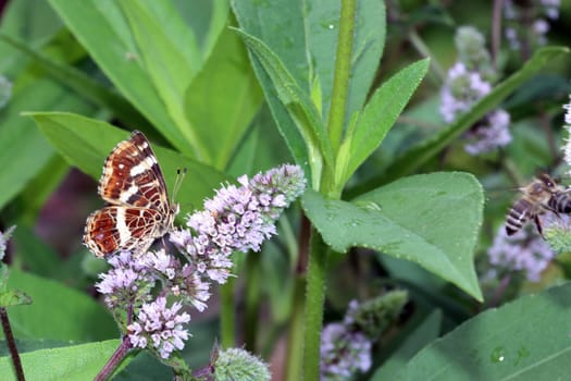 Landkärtchen der Sommergeneration (Araschnia levana) auf einer Minze (Mentha spec.) im naturnahen Garten