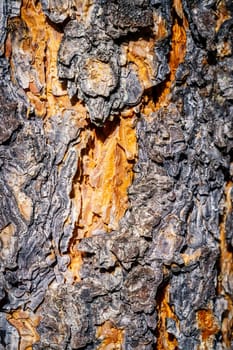 Close-up image of pine bark with beautiful texture