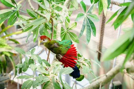 Portrait of Red-crested turaco in a bird sanctuary