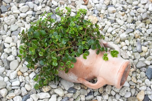 green plant in a clay pot - close up