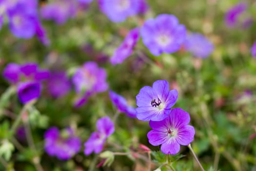 Geranium magnificum, purple cranesbill, is species of plant in genus Geranium, family Geraniaceae.