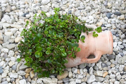green plant in a clay pot - close up