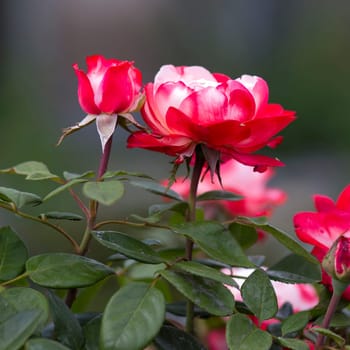 red roses in the garden - close up