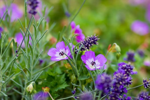 Geranium magnificum and lavender flowers in the garden - soft focus