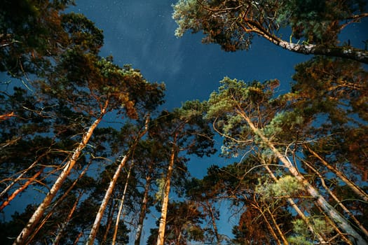 Crown Of Pine Trees Woods Under Night Starry Sky. Night Landscape With Natural Real Glowing Stars Over Forest.