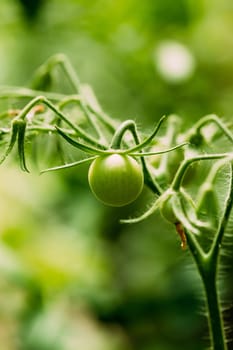Green Growing Organic Tomato. Homegrown Tomatoes In Vegetable Garden.