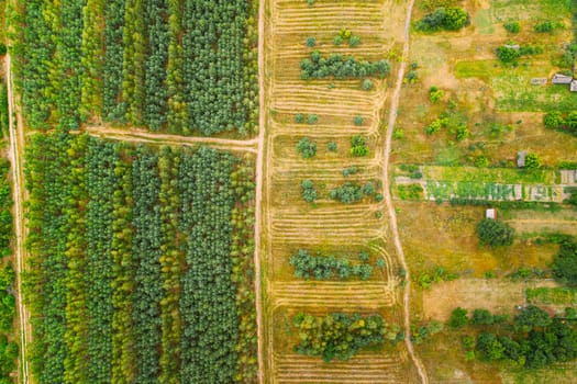 Aerial View Green Forest Deforestation Area Landscape. Top View Of New Young Growing Forest. European Nature From High Attitude In Summer Season.