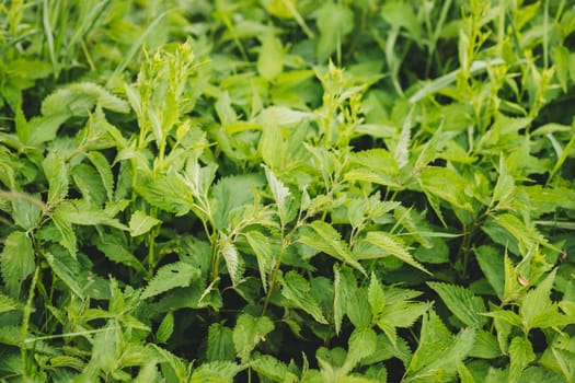 Twigs Of Wild Plant Nettle - Stinging Nettle - Urtica Dioica In Summer Spring Meadow. Close Up.