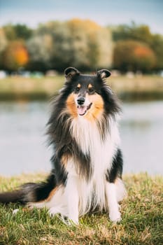 Tricolor Rough Collie, Funny Scottish Collie, Long-haired Collie, English Collie, Lassie Dog Posing Outdoors On Lake Coast.