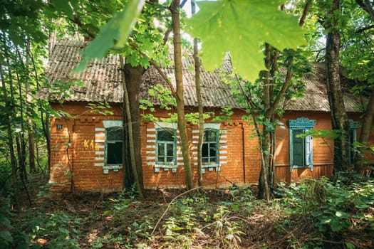 Belarus. Abandoned House Overgrown With Trees And Vegetation In Chernobyl Resettlement Zone. Chornobyl Catastrophe Disasters. Dilapidated House In Belarusian Village. Whole Villages Must Be Disposed.