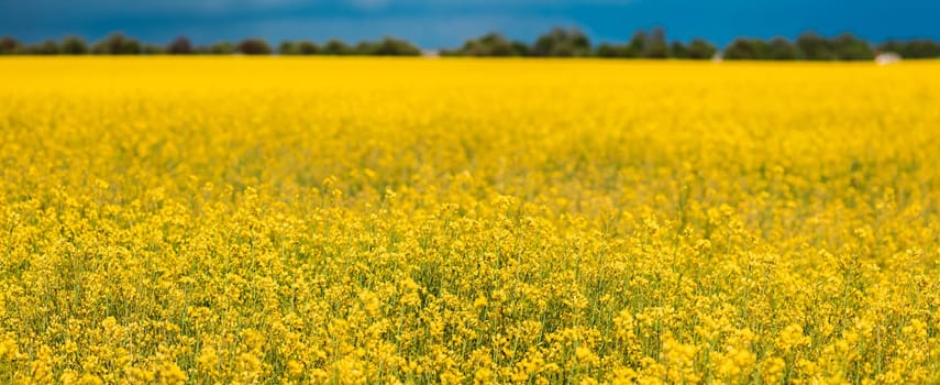 Blossom Of Canola Colza Yellow Flowers. Rapeseed, Oilseed Field Meadow. Panorama