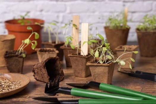 Vegetable and herbs seedlings growing in a biodegradable pots on wooden table close up. Indoor gardening with small garden tools. Urban gardening, homegrown plants, herb seeds germination at home