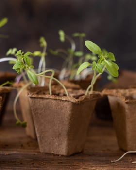 Vegetable and herbs seedlings growing in a biodegradable pots on wooden table close up. Urban Indoor gardening, homegrown plants, germination at home