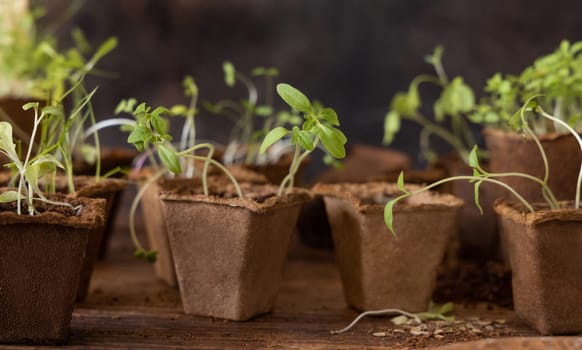 Vegetable and herbs seedlings growing in a biodegradable pots on wooden table close up. Urban Indoor gardening, homegrown plants, germination at home