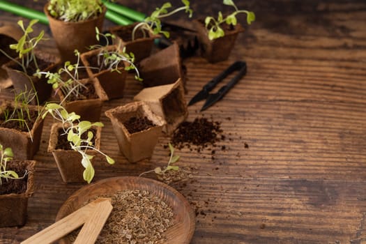 Vegetable and herbs seedlings growing in a biodegradable pots on wooden table close up with copy space. Urban Indoor gardening, homegrown plants, germination at home